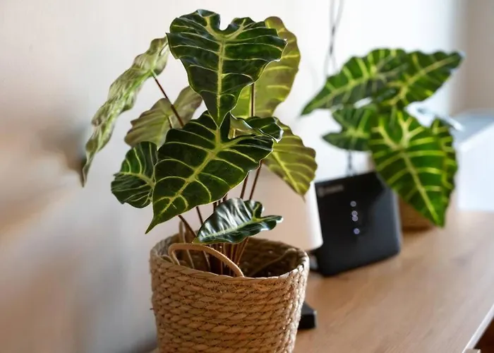 Apartamento Lyan Cozy By Sh Náuplia